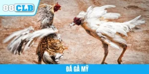 Đá Gà Mỹ 88CLB - Thế Giới Của Những Chiến Kê Dũng Mãnh