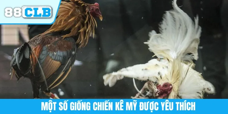 Một số giống chiến kê Mỹ được yêu thích