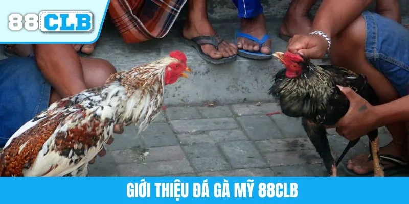 Giới thiệu đá gà Mỹ 88CLB
