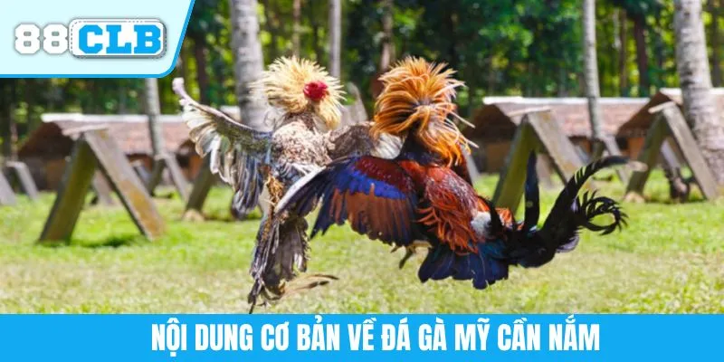Nội dung cơ bản về đá gà Mỹ cần nắm