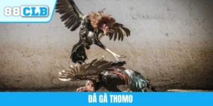 Đá Gà Thomo 88CLB - Nơi Quy Tụ Những Chiến Kê Đỉnh Cao