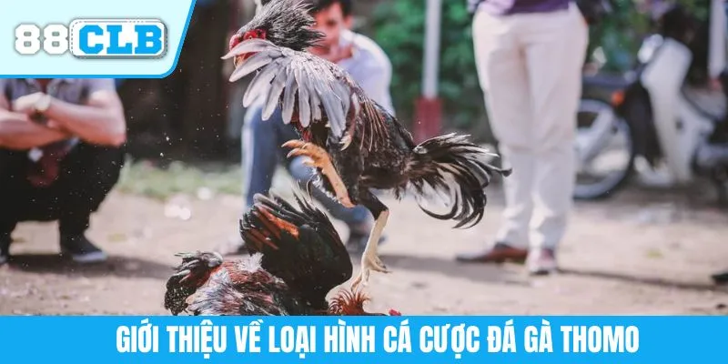 Giới thiệu về loại hình cá cược đá gà Thomo