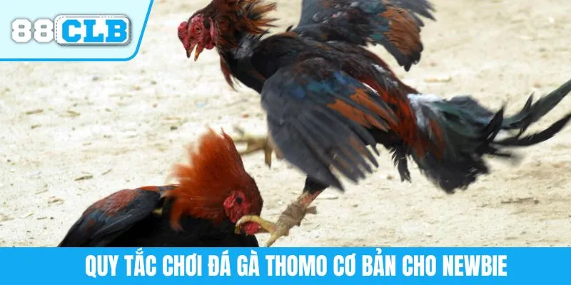 Quy tắc chơi đá gà Thomo cơ bản cho newbie
