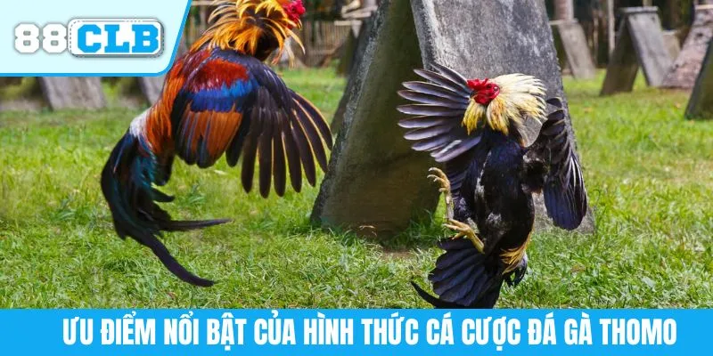 Ưu điểm nổi bật của hình thức cá cược đá gà Thomo