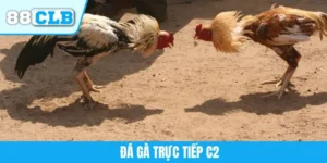 Đá Gà Trực Tiếp C2 - Sân Chơi Cá Cược Nảy Lửa Kịch Tính